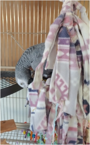 African grey parrot