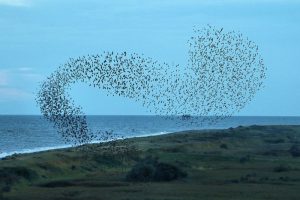 Starling Murmuration