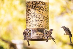 wild birds at feeder