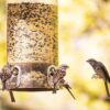 three sparrows at bird feeder