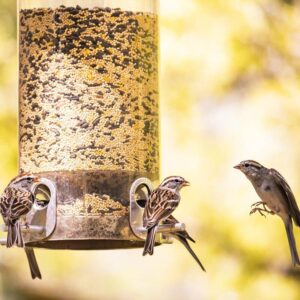 three sparrows at bird feeder