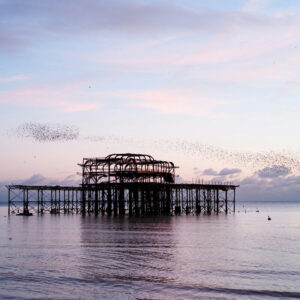 murmuration of birds over a wood dock in ocean