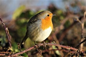 robin wild bird