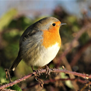 robin perched on branch outdoors