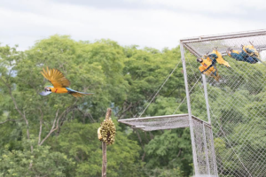 blue-and-gold macaw