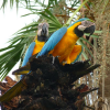 blue-and-gold macaws on tree