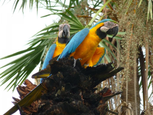 blue-and-gold macaws on tree