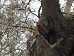 green-wing macaw