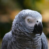 close up on head and shoulders of African grey parrot