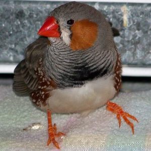 zebra finch standing