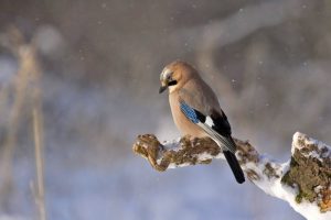 Eurasian jay bird perched on snow covered branch 