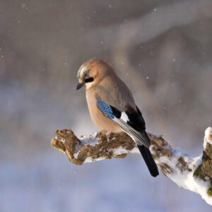 jay perched on snow-covered branch outdoors