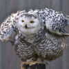 snowy owl with wings spread standing on post