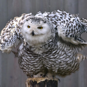 snowy owl with wings spread standing on post