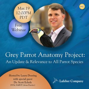 webinar 41 slide promotes Dr. Scott Echols discussing grey parrot anatomy project