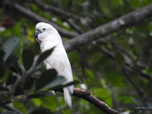 cockatoo on branch outside