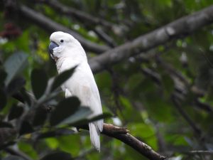 cockatoo