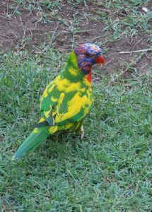 rainbow lorikeet (pied mutation)