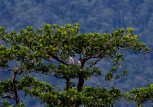 Moluccan cockatoo