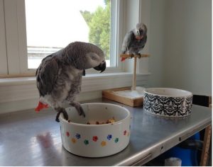 African grey parrot perched on food bowl on table being watched by nearby African grey parro perched on a stand