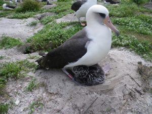 albatross sitting on chick in nest