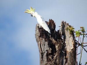 cockatoo