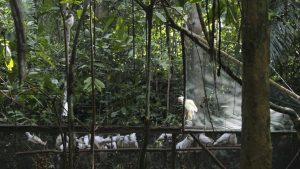 cockatoos in Indonesia