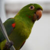 looking up at a white-eyed conure perched on a cord