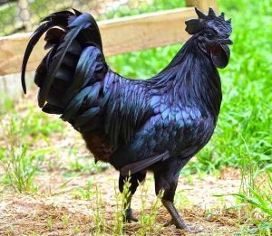 black chicken