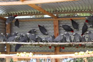 African grey parrots in cage habitat