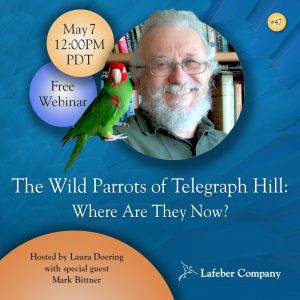 webinar 47 slide promotes update on wild parrots of Telegraph Hill