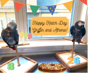 African grey parrots celebrate hatch day