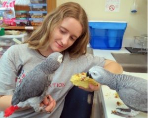 African grey parrots