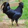 black chicken (Ayam cemani) standing in grass