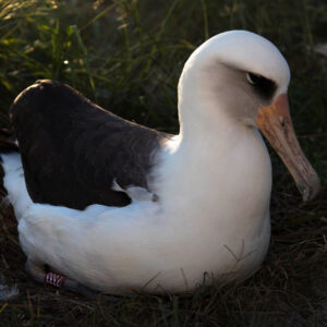 Laysan albatross named Wisdom sitting on nest