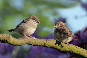 two sparrows face each other on a branch outside