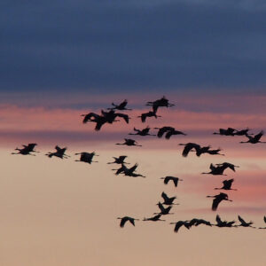 cranes in flight at sunset 