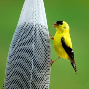 golden finch perched on the side of a bird feeder bag