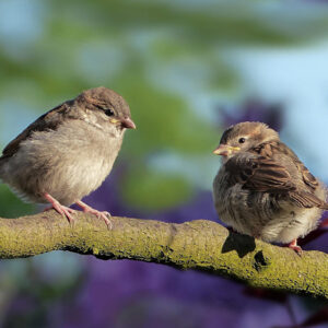 two sparrows perched on a branch outside