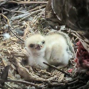 red-tailed hawk baby in nest