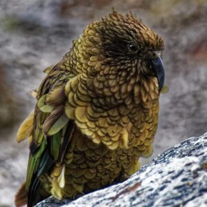 kea mountain parrot standing on stone