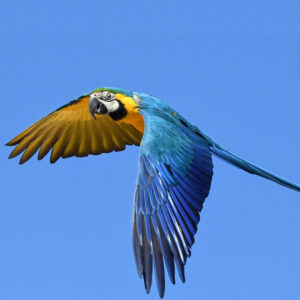 blue and gold macaw flying in blue sky