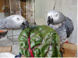 two African grey parrots eating leaf of chard