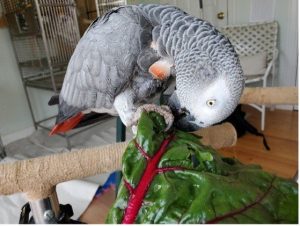 African grey