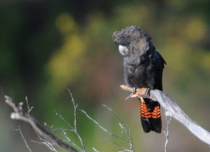 Glossy Black Cockatoo female on branch