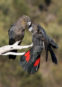 Glossy Black Cockatoo pair on branch