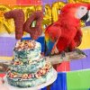 scarlet macaw on perch by cake with 14 on top