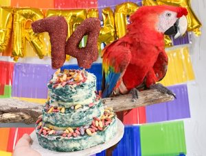 scarlet macaw on perch by cake with 14 on top