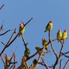 11 lovebirds perched on leafless branches in a tree