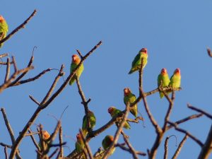 11 lovebirds perched on leafless branches in a tree